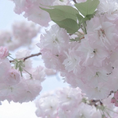 Furry创作素材整理福瑞交流群